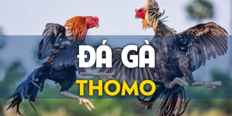 Giới thiệu về đá gà Thomo 